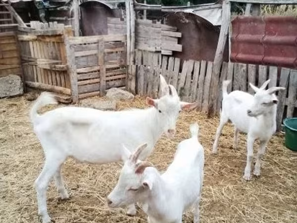 Boucs, Chèvres