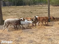 Juh, Cameroon sheep — 6. fotó