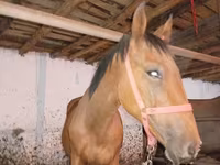 Caballo, Manipuri pony — foto 4