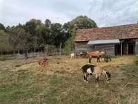 母山羊, Goats — 照片 2