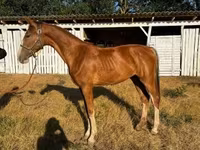 Mare, Dutch warmblood horse — photo 4