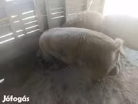 公猪, Мангалица — 照片 2