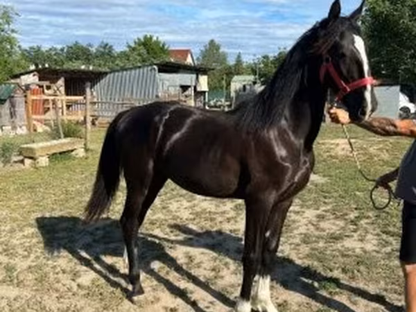 Mare, Dutch warmblood horse