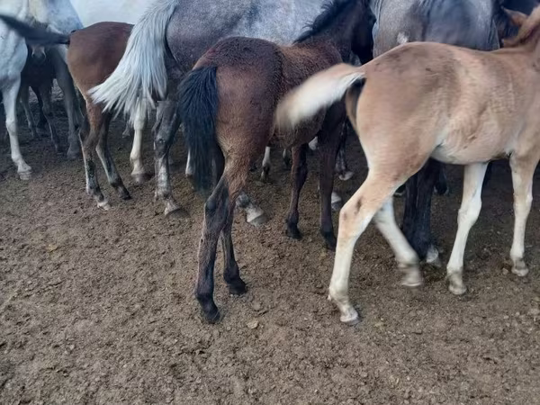 Yegua, Caballos