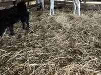 सांड, Russian Black pied cattle — फ़ोटो 3