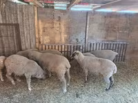 Schaf, Schafe — Foto 2