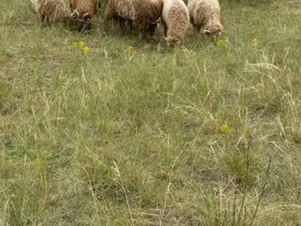 Juhok (tétel, nem megadva), Racka sheep — Magyarország