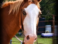 Hing, American paint horse — 2. fotó