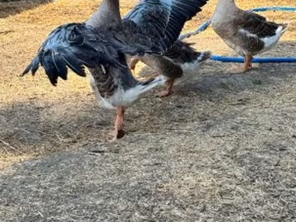 Geese — 匈牙利