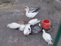 Ducks — 1. fotó