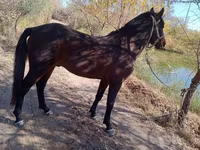 حصان, Karabair horse — الصورة 4