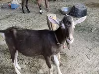 Ziegenbock, Ziegen — Foto 1