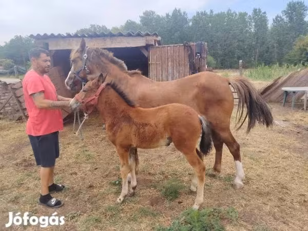 Yegua, Caballos