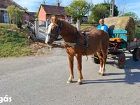Hing, Lovak — 4. fotó