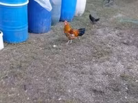 Chickens — 3-сурет