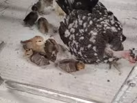 Guinea fowl — photo 6