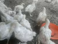 Chickens — 1. fotó