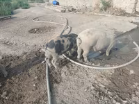 Boar, Pigs — photo 6