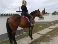 母马, Hungarian horse breed — 照片 6