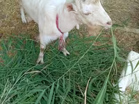 बकरी, LaMancha goats — फ़ोटो 3