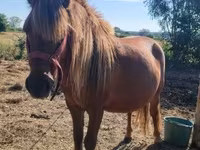 Yegua, Caballos — foto 4