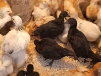 Ayam Cemani — 1. fotó