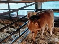 Bovinos (lote, sexo não especificado), Vaca Limousine — foto 3