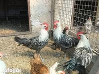 科钦 — 照片 2