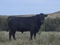 Taureau, Aberdeen-Angus — photo 1
