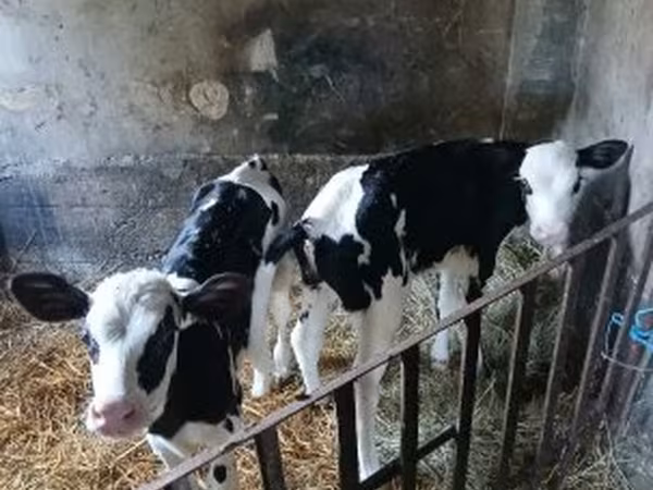 Tehén, Russian Black pied cattle — Magyarország
