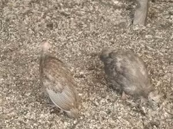 Guinea fowl