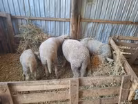 公羊, Sheep — 照片 3