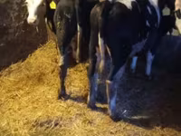 Bulle, Simmental cattle — Foto 3