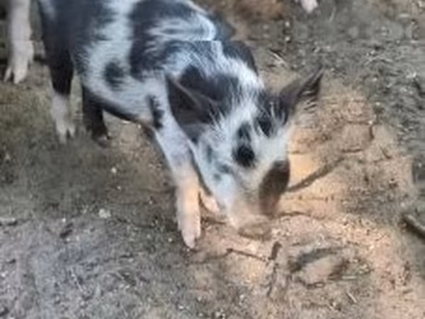 Säue, Schweine — Ungarn