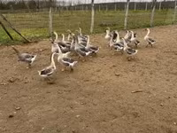 Geese — 7. fotó