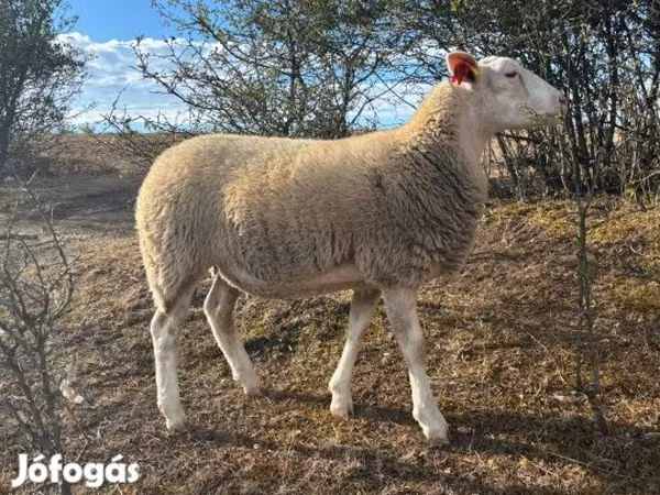 母羊, Sheep