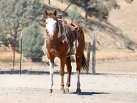 Hing, American paint horse — 6. fotó