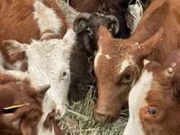 Cattle (batch, sex not specified), Cattle — photo 5