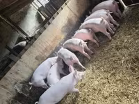 خنزير ذكر, الخنازير — الصورة 5