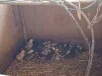 Guinea fowl — foto 1