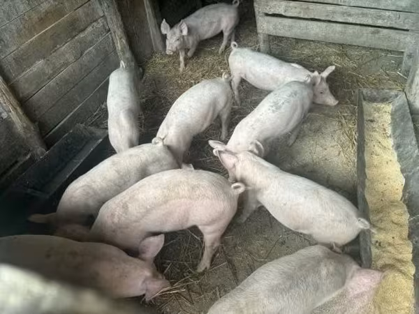 Schweine (Partie, Geschlecht nicht angegeben), Schweine — Ungarn