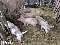 猪（批次，未指定性别）, Pigs — 照片 2