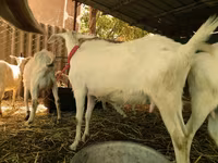 Goats (batch, sex not specified), Saanen goat — photo 3