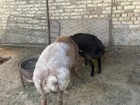 Beran, Arashan sheep — foto 5
