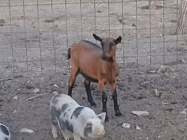 Коза, Альпийская коза