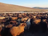 Kos, Juhok — 1. fotó
