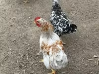 Chickens — 3-сурет