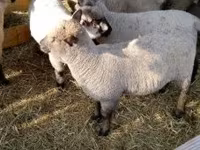 Schaf, Shroshire sheep — Foto 2