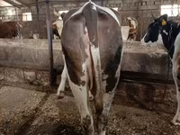 Tehén, Simmental cattle — 1. fotó