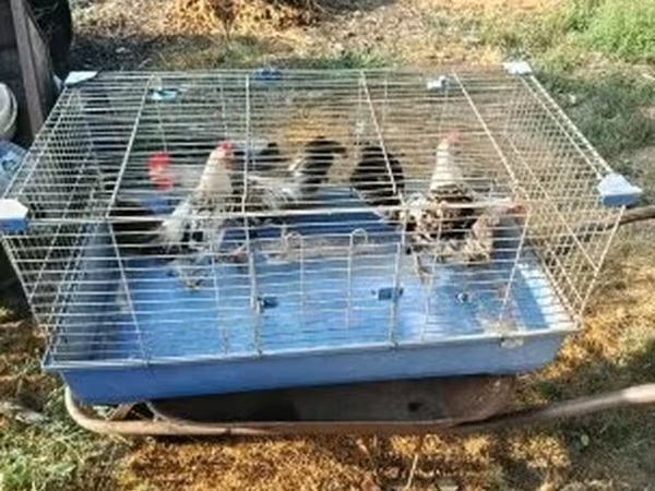 Chickens